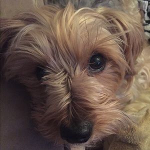 Meet your Posher, Rene